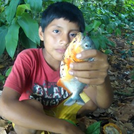 pêche piranha